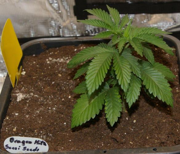 Dragon Milk Aficionado French Connection. Week 4