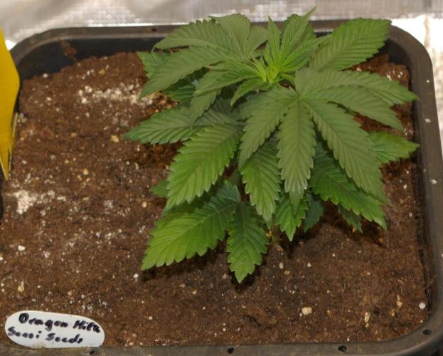 Dragon Milk Aficionado French Connection. Week 4