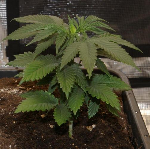 Dragon Milk Aficionado French Connection. Week 4