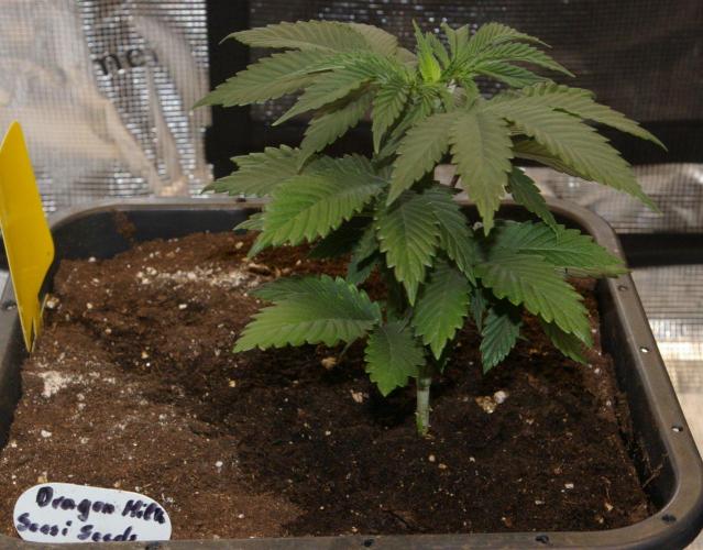 Dragon Milk Aficionado French Connection. Week 4