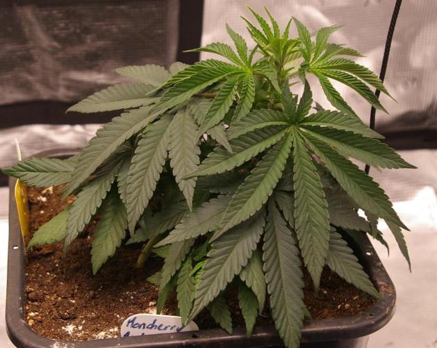 Moncherry Amsterdam genetics. Week 5