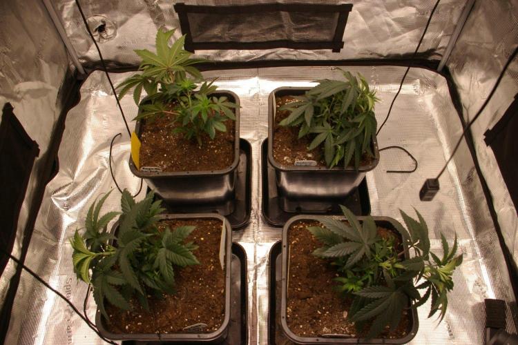 Dragon Milk Aficionado French Connection. Week 5