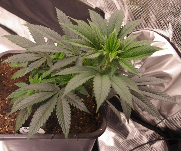 Durban sensi seeds. Week 6