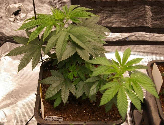 Dragon Milk Aficionado French Connection. Week 6