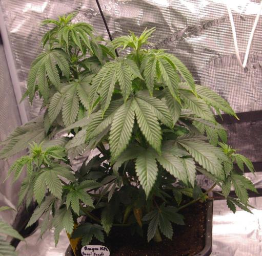 Dragon Milk Aficionado French Connection. Week 7