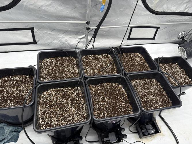 Terp & Circumstance. Week 0 - Picture of the eight buckets light will be off until I see sprouts come up. 