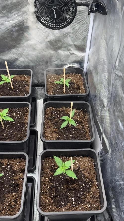 Second Grow :D