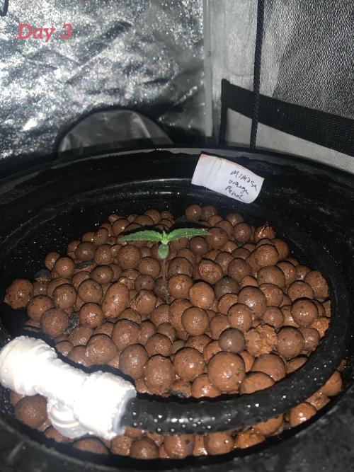 First DWC Grow. Week 1