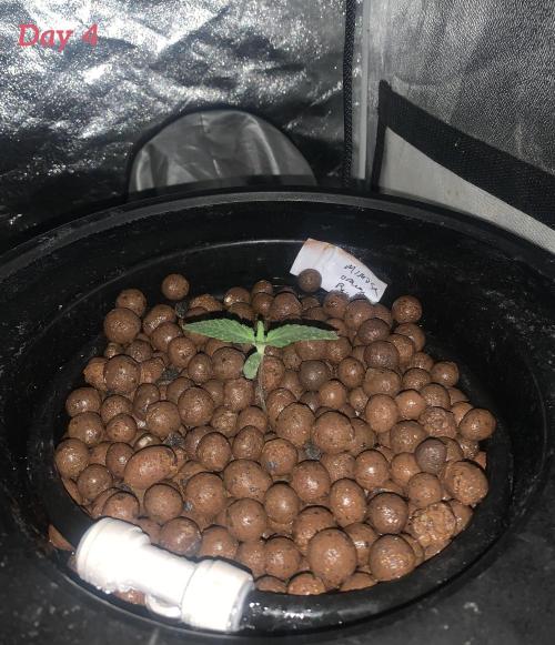 First DWC Grow. Week 1