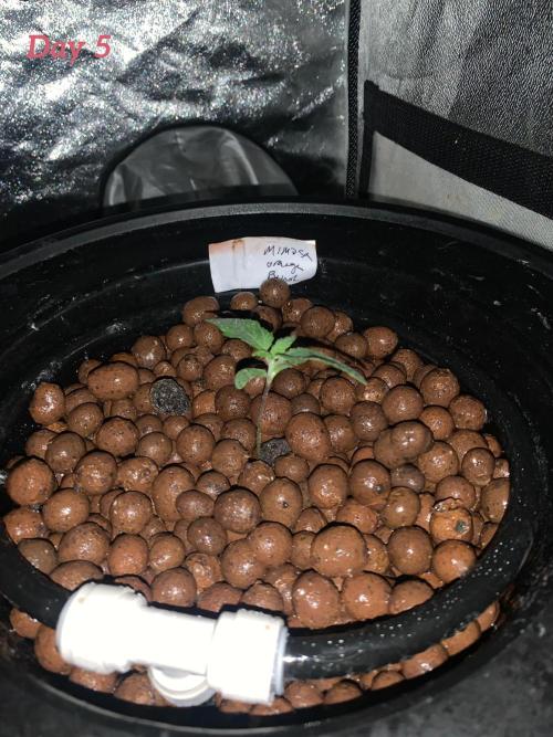 First DWC Grow. Week 1