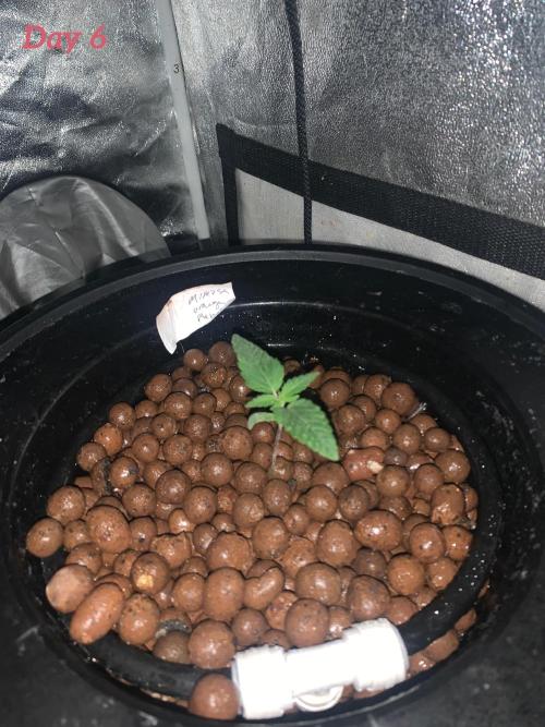 First DWC Grow. Week 1