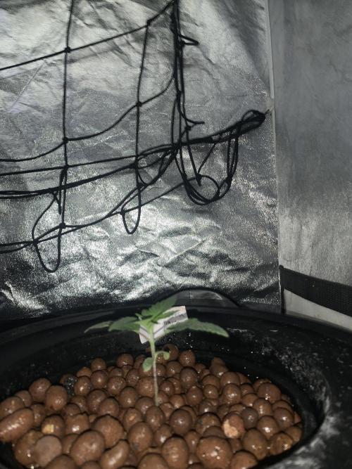 First DWC Grow. Week 2 - Day 9