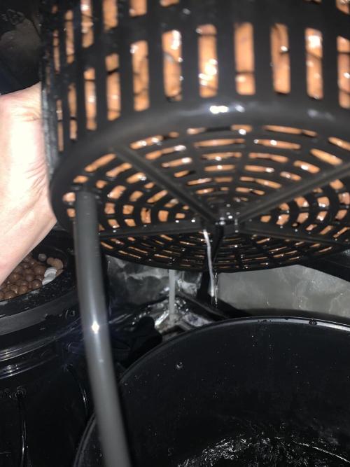 First DWC Grow. Week 2 - Day 9 Finally seeing the root