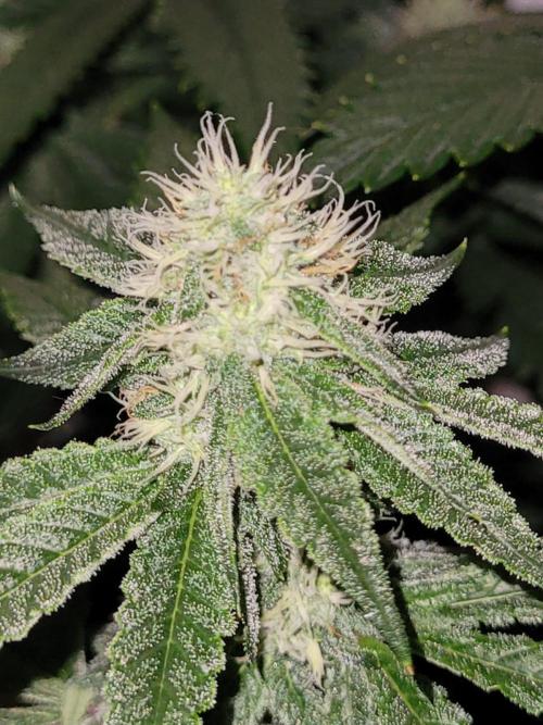 small closet. Week 4