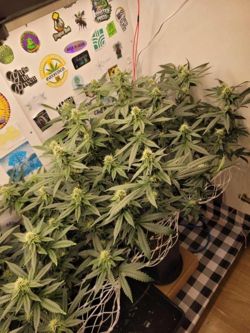 small closet. Week 4