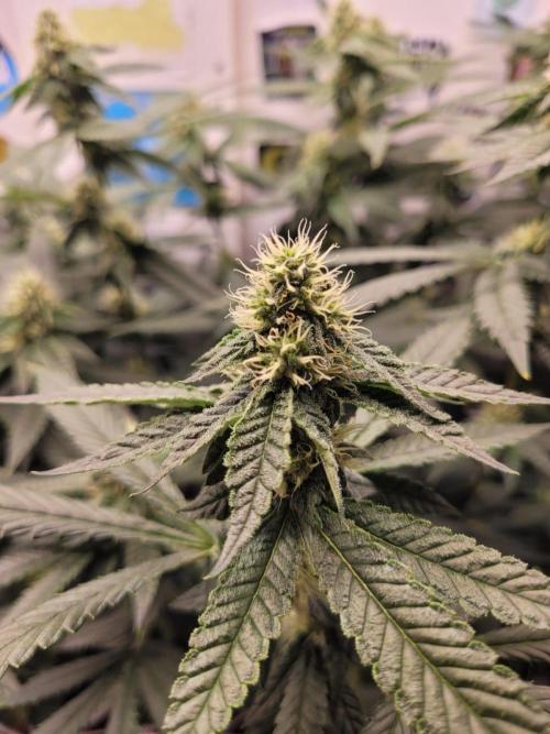 small closet. Week 4