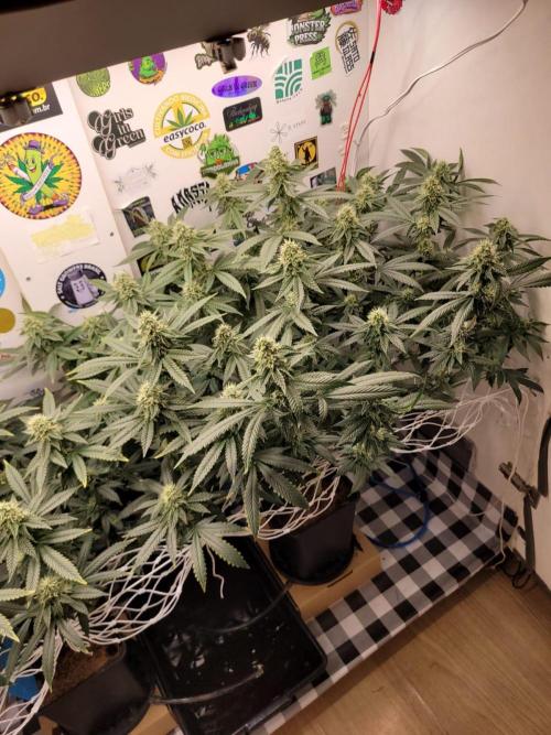 small closet. Week 5