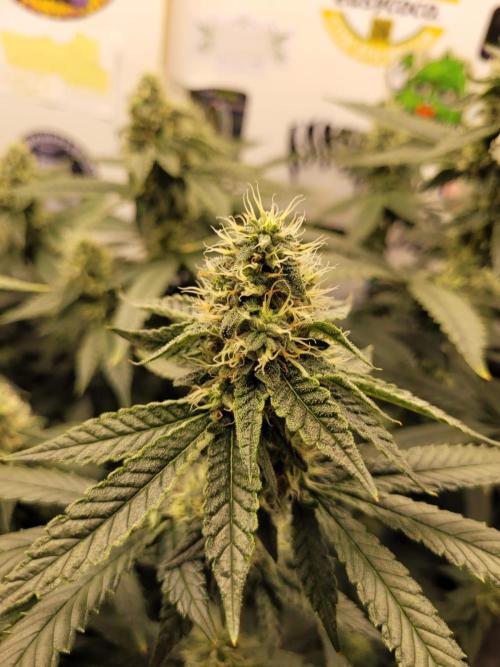 small closet. Week 5