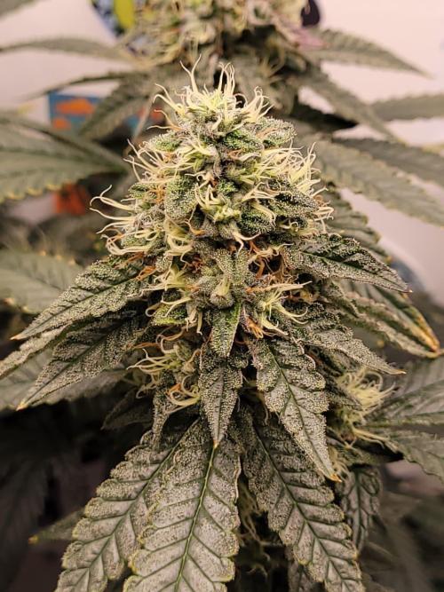 small closet. Week 6