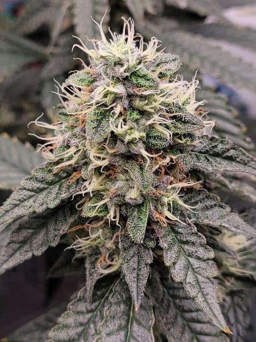 small closet. Week 6