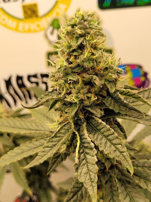 small closet. Week 6