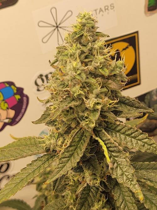 small closet. Week 7