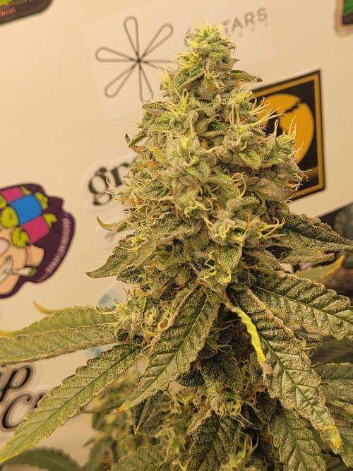 small closet. Week 7