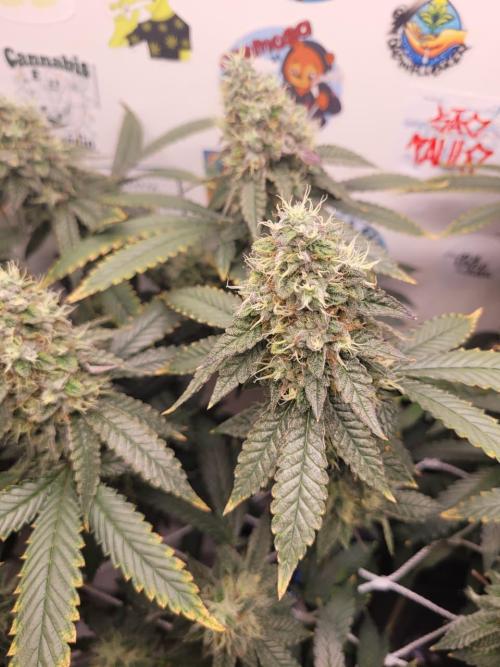 small closet. Week 7