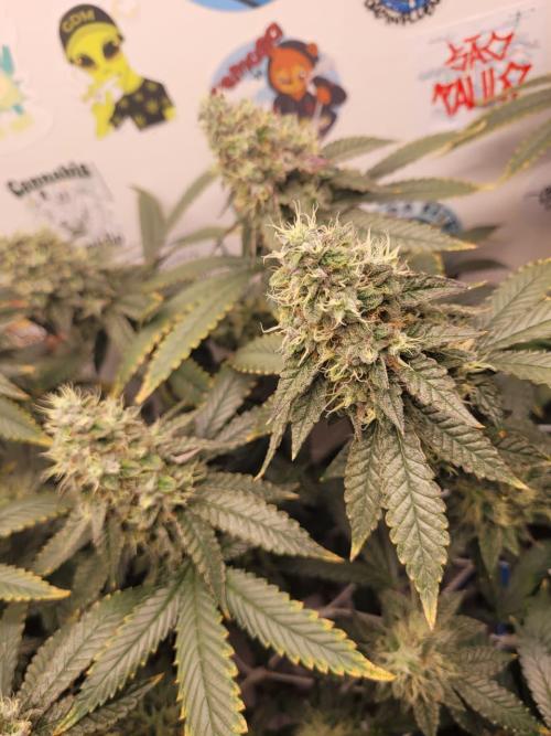 small closet. Week 7