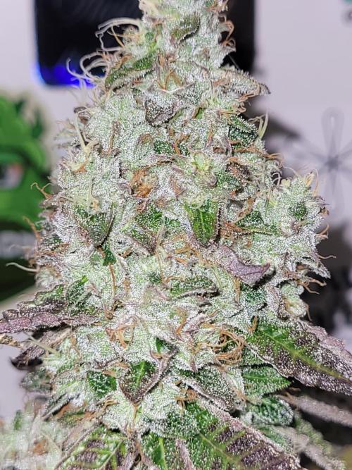 small closet. Week 8