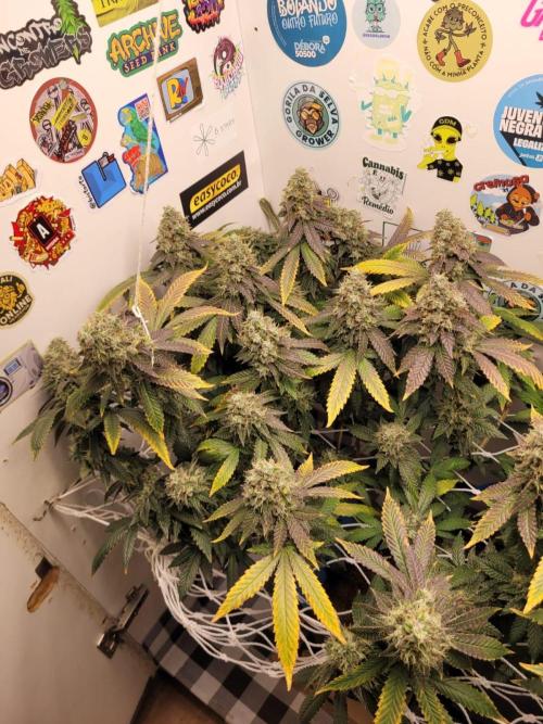 small closet. Week 8