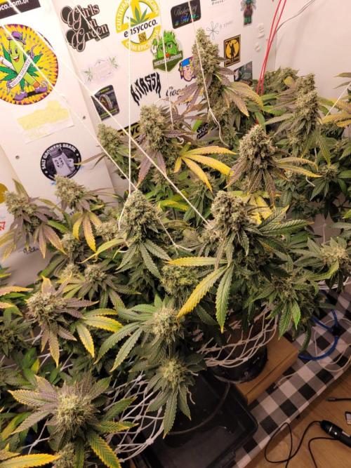 small closet. Week 8