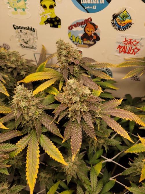 small closet. Week 8