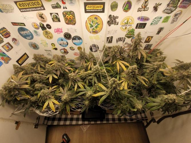 small closet. Week 8