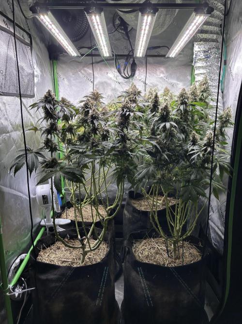 Barneys farm, Dutch Passion n Black Tuna. Week 9 - Front view