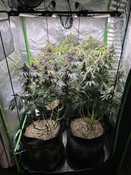 Barneys farm, Dutch Passion n Black Tuna. Week 9 - Front view a bit up