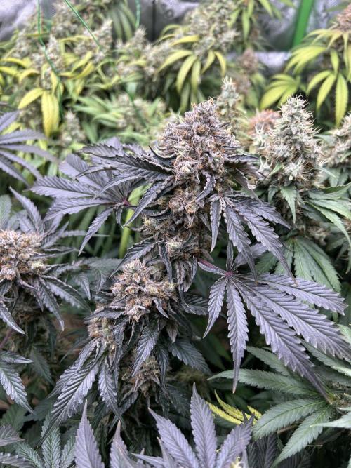 Barneys farm, Dutch Passion n Black Tuna. Week 9