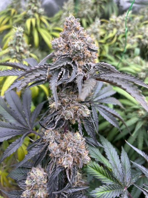 Barneys farm, Dutch Passion n Black Tuna. Week 9