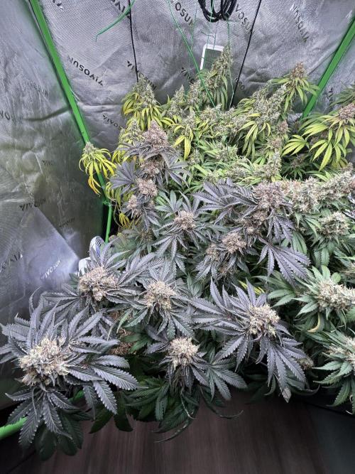 Barneys farm, Dutch Passion n Black Tuna. Week 9