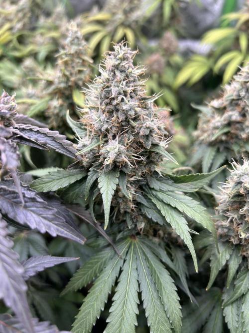 Barneys farm, Dutch Passion n Black Tuna. Week 9