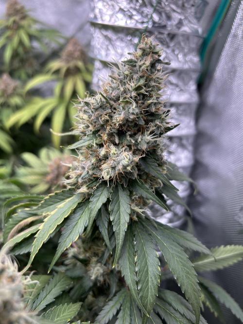 Barneys farm, Dutch Passion n Black Tuna. Week 9
