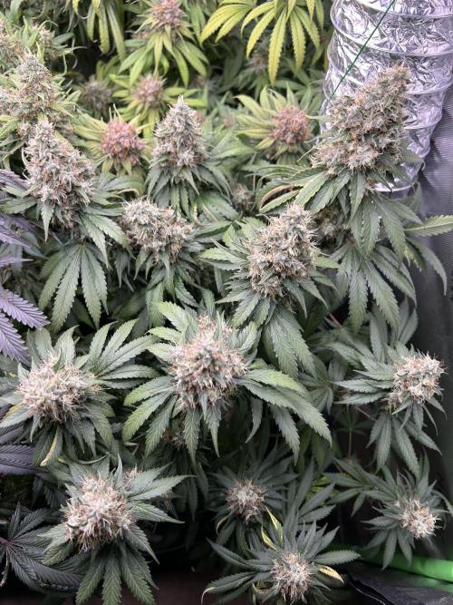 Barneys farm, Dutch Passion n Black Tuna. Week 9 - Runtz x Layer Cake - Barneys Farm. Easy grow and strong notes