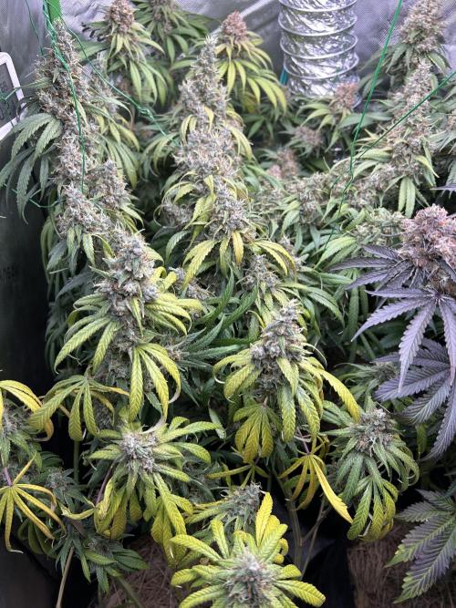 Barneys farm, Dutch Passion n Black Tuna. Week 9 - Lemon Z - Dutch Passion 1
Easy grow and nice dense notes