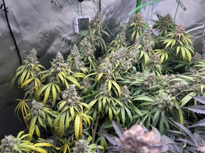 Barneys farm, Dutch Passion n Black Tuna. Week 9 - Super cropping worked really well