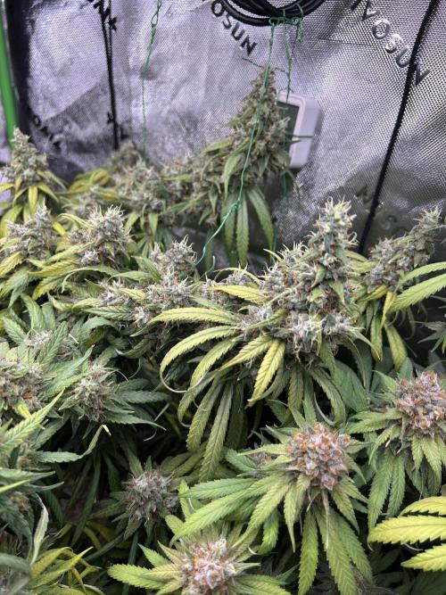Barneys farm, Dutch Passion n Black Tuna. Week 9 - They are huge buds 