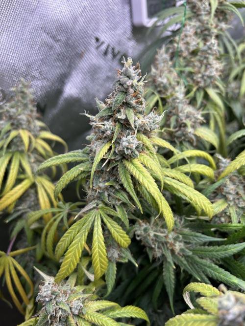 Barneys farm, Dutch Passion n Black Tuna. Week 9