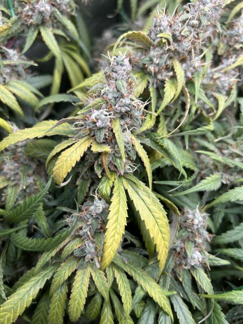 Barneys farm, Dutch Passion n Black Tuna. Week 9
