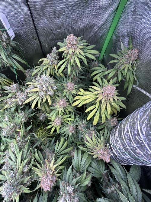 Barneys farm, Dutch Passion n Black Tuna. Week 9 - Lemon Z - Dutch Passion 2
Looks lot diferent but have the same notes, easy grow 