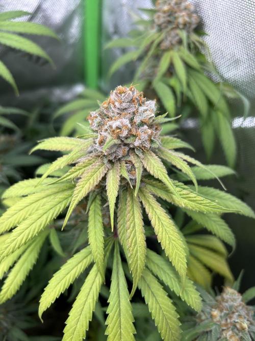 Barneys farm, Dutch Passion n Black Tuna. Week 9