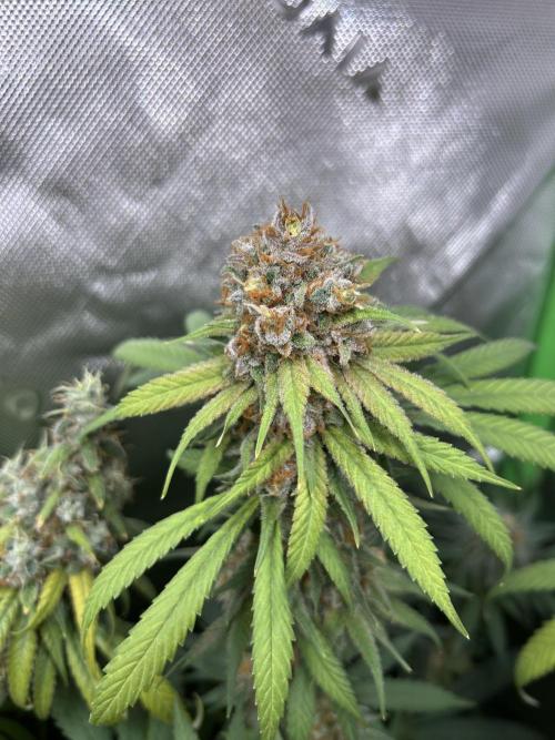 Barneys farm, Dutch Passion n Black Tuna. Week 9